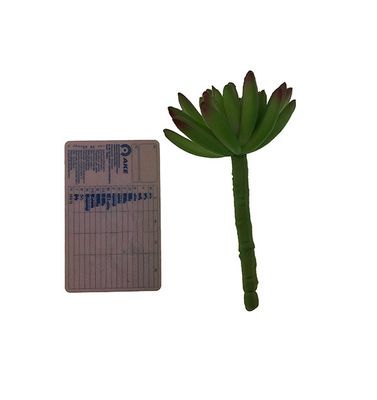 Crassula tekomehikasvi