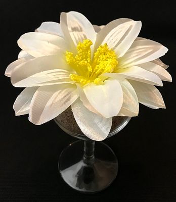 Daalia kestokukkapää, kermanvalkoinen