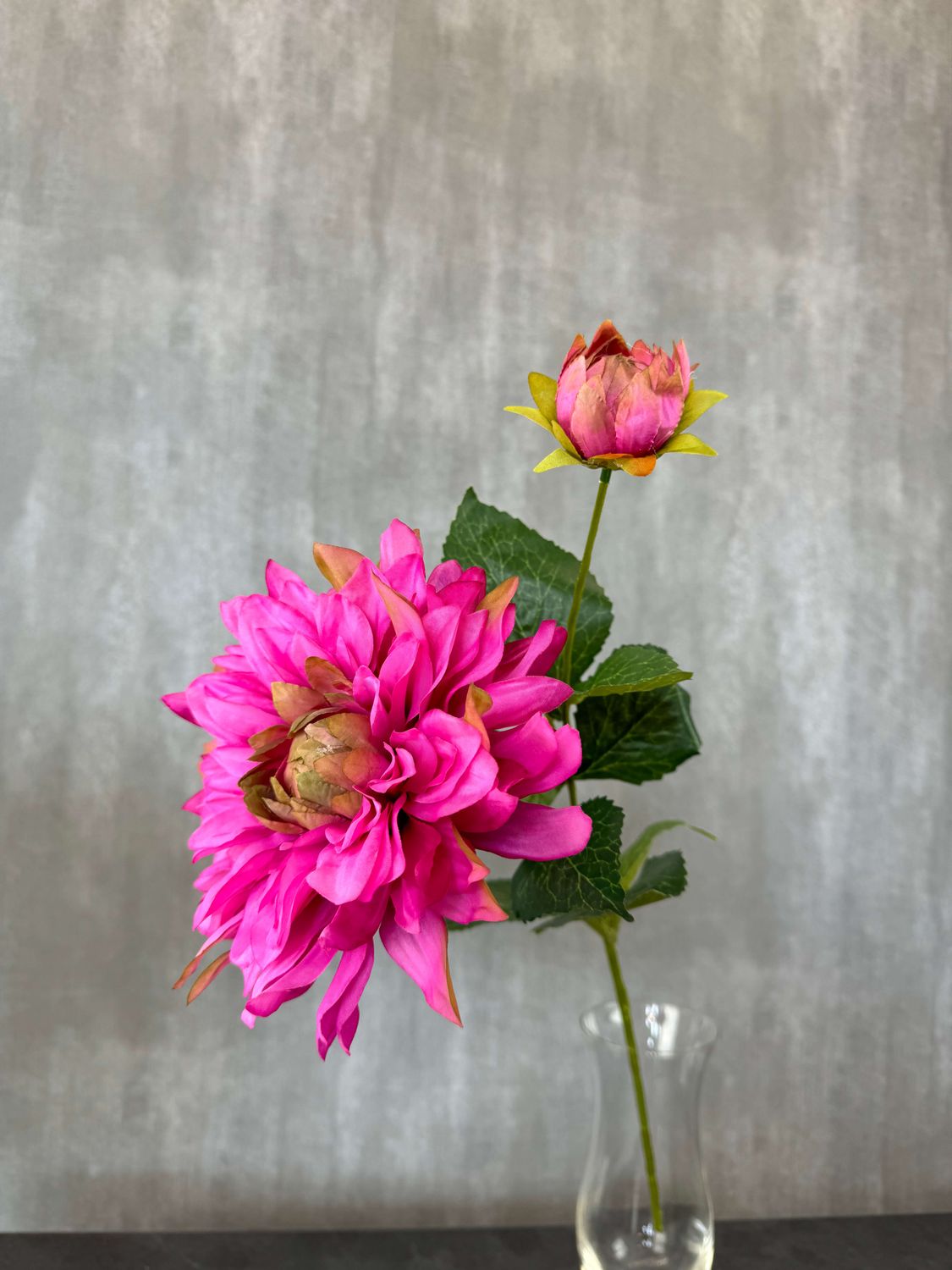 Daalia kestokukka, pinkki
