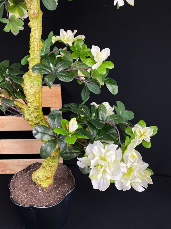 Azalea bonsai tekopuu 80cm