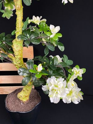 Azalea bonsai tekopuu 80cm