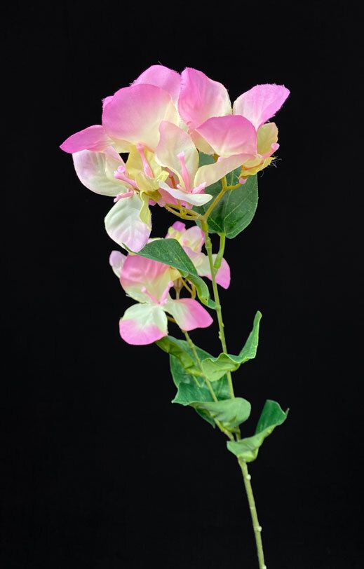 Bougainvillea teko-oksa