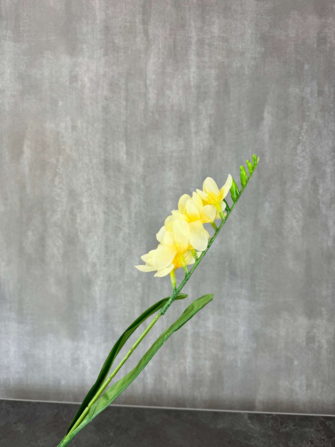 Freesia kestokukka