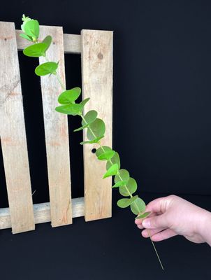 Eukalyptus teko-oksa