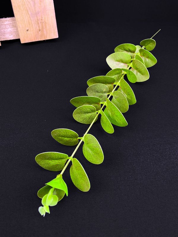 Eukalyptus teko-oksa, vihreä