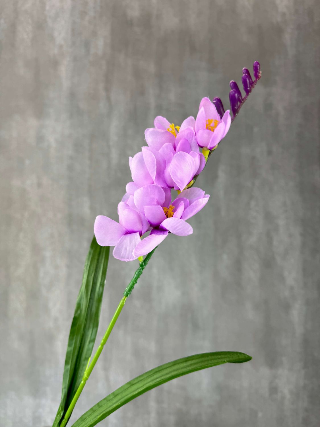 Violetti tekofreesia