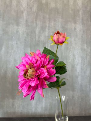 Daalia kestokukka, pinkki