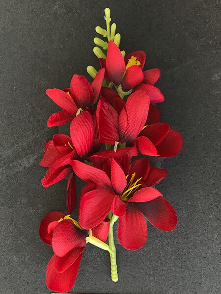 Freesia kestokukkapää, tummanpunainen
