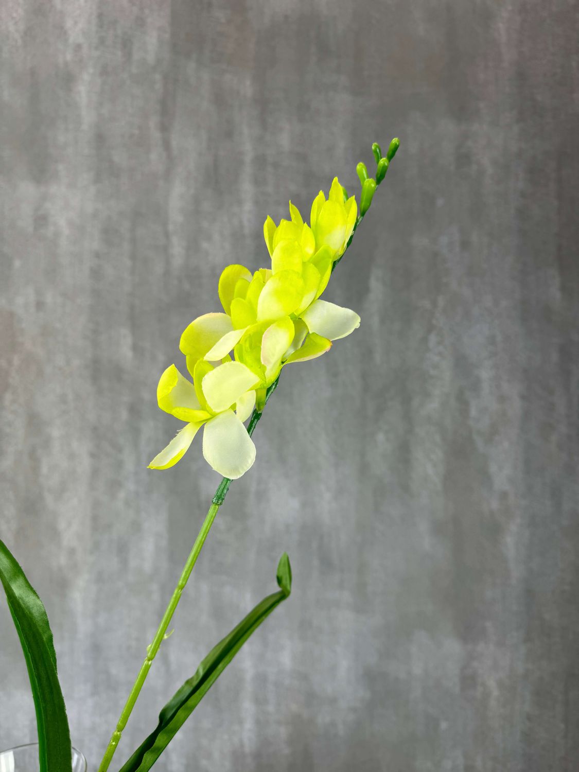 Freesia tekokukka