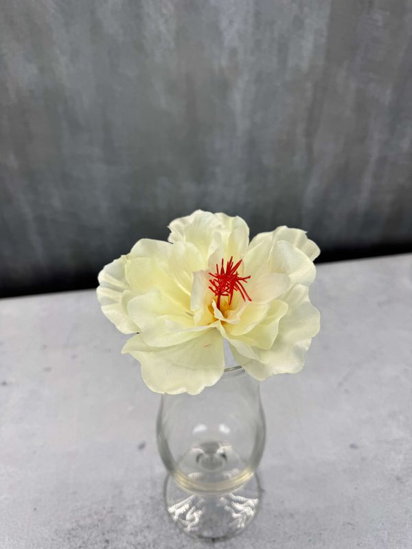 Hibiskus tekokukkapää, kerma