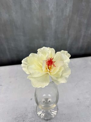 Hibiskus tekokukkapää, kerma