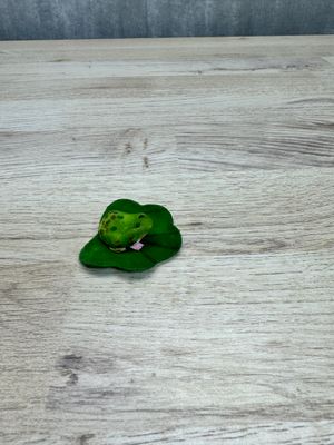 Sammakkokoriste, vihreä
