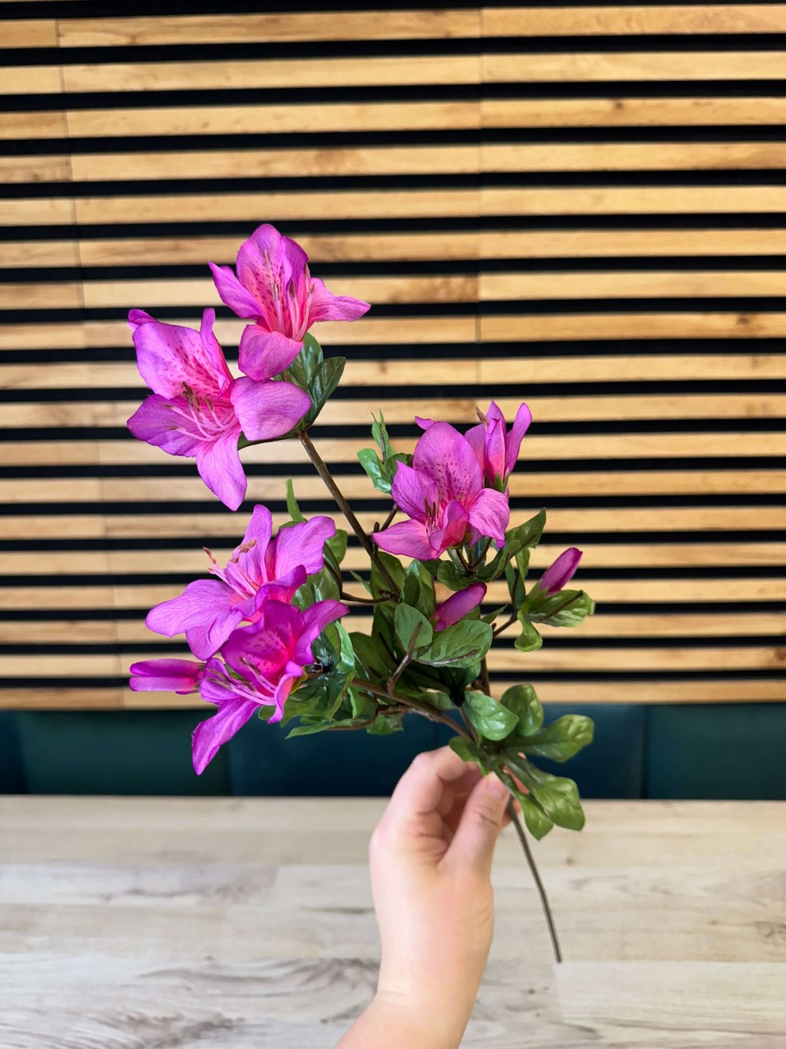 Azalea tekokukka, fuksia