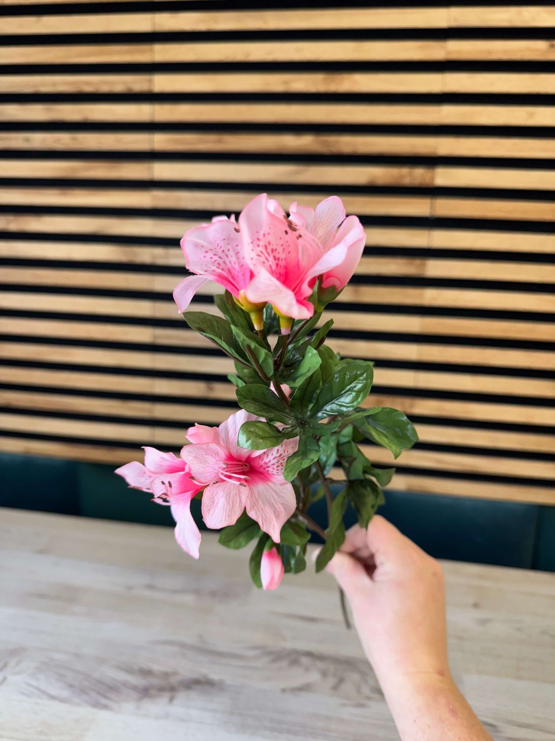 Azalea tekokukka, vaaleanpunainen