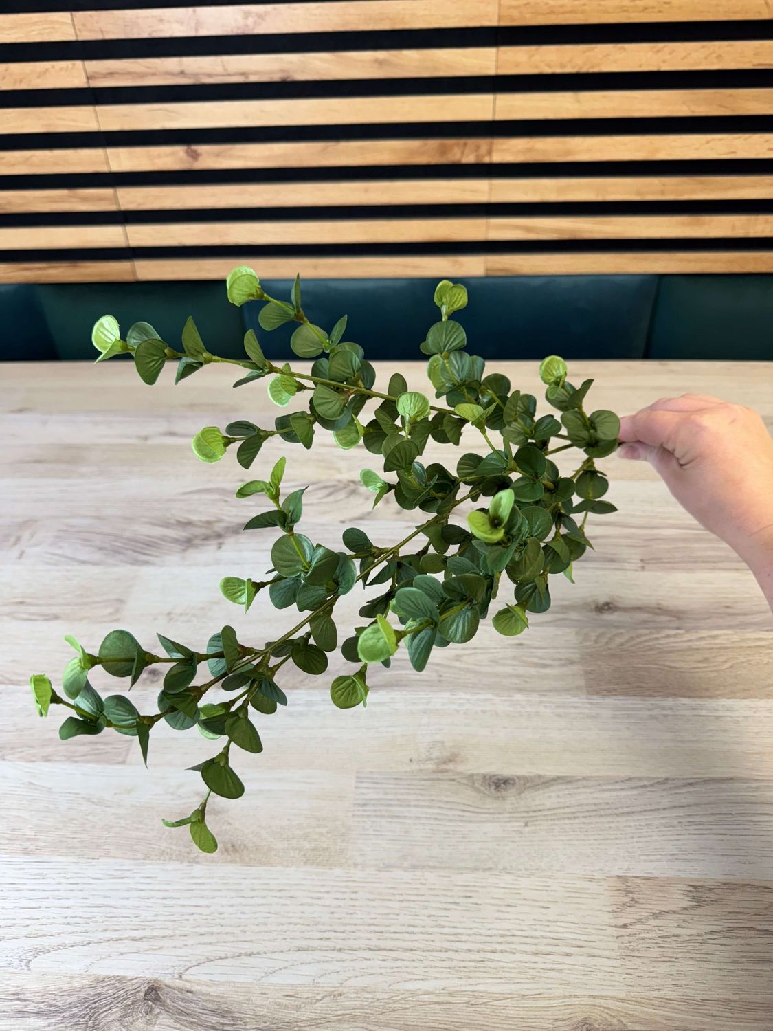 Eukalyptus teko-oksa