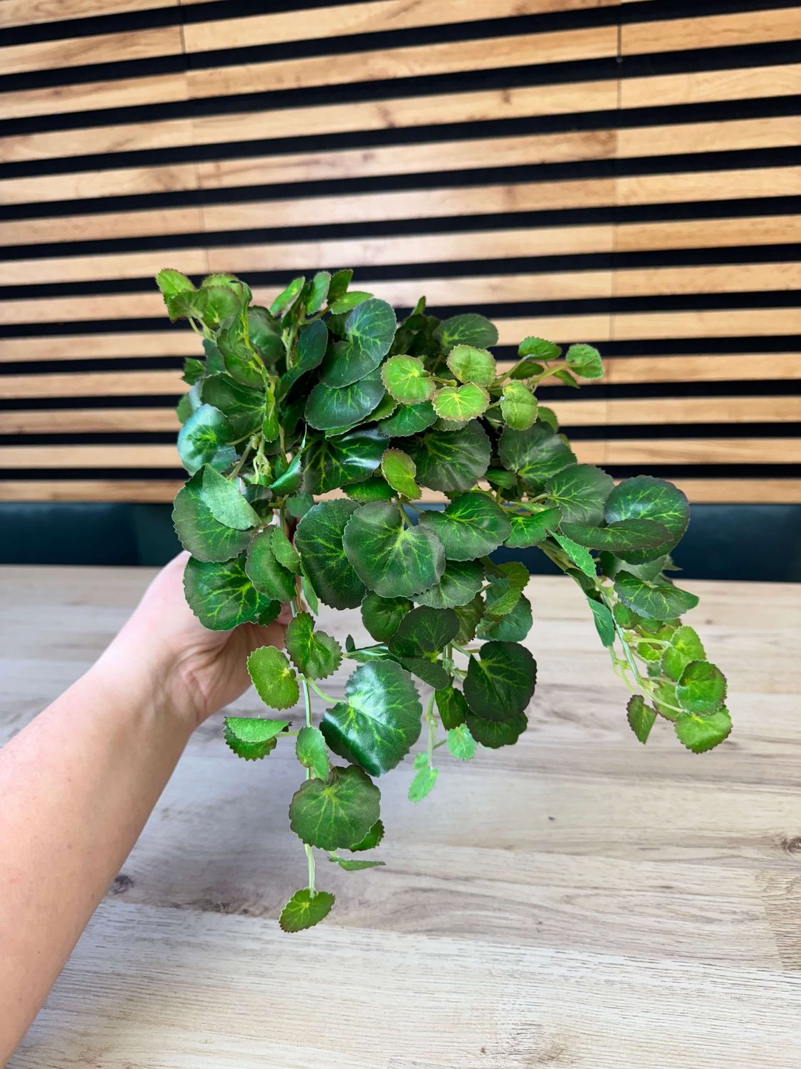 Pelargonia tekokasvi