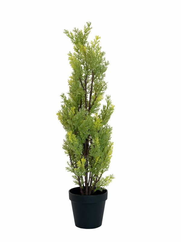 Sypressi tekopuu 60cm