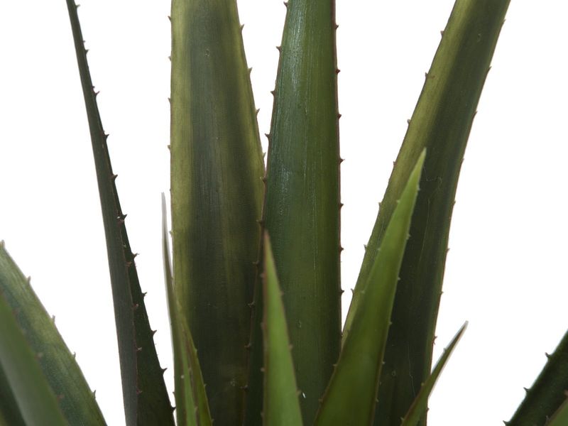 Tekokasvi Aloe Vera ruukussa 60cm