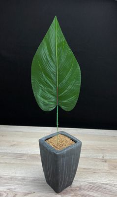 Vehkan tekolehti Vehkan tekolehti