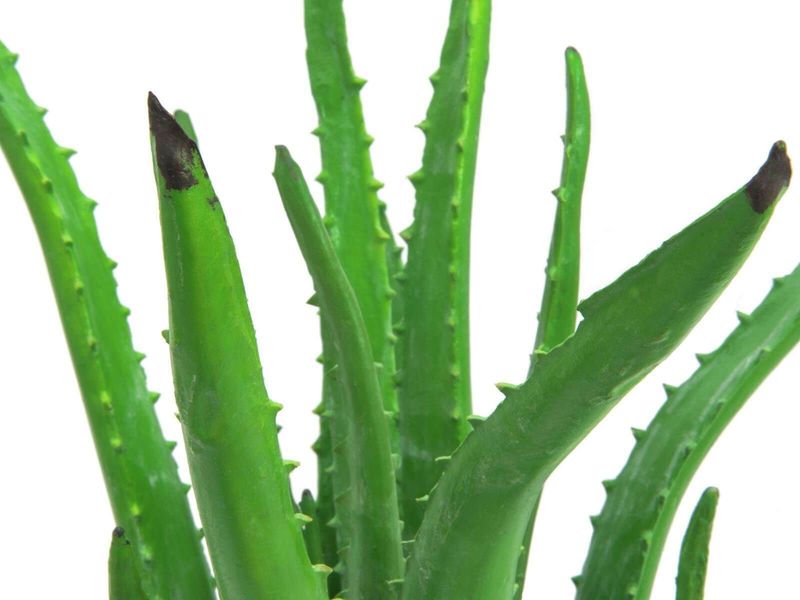 Tekokasvi Aloe Vera ruukussa 63cm