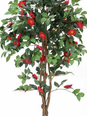 Upea kamelia tekokukkapuu ruukussa 180cm