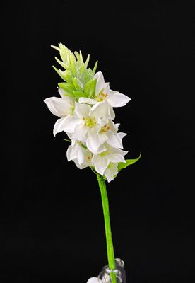 Valkoinen tekokukka Valkoinen tekokukka