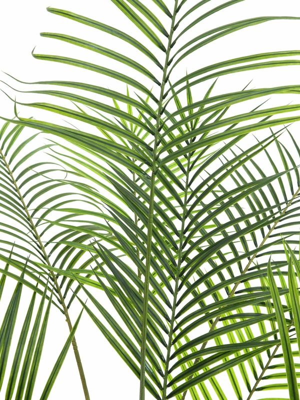 Tekokasvi Areca-palmu 185cm