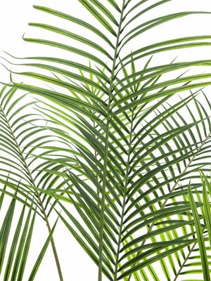 Tekokasvi Areca-palmu 185cm