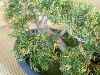 Setri bonsai tekokasvi ruukussa 40cm