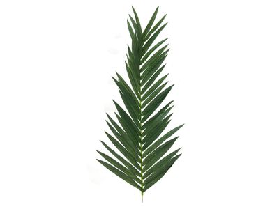 Palmun tekolehti 150cm