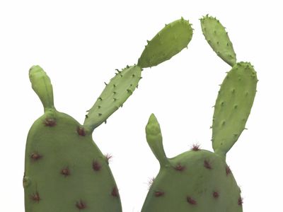 Opuntiakaktus (Nopal) tekokasvi ruukussa 75cm