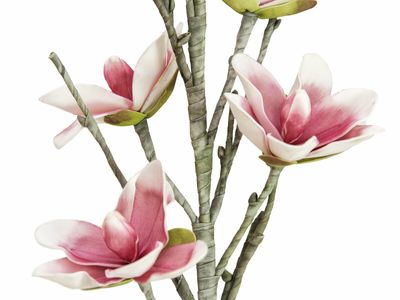 Magnolia kestokukkaoksa 1m