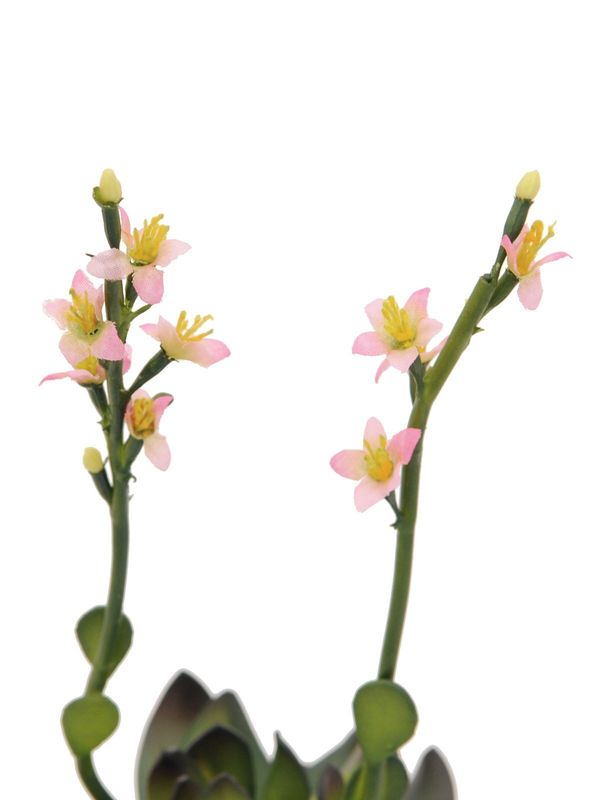 Kukkiva tekomehikasvi
