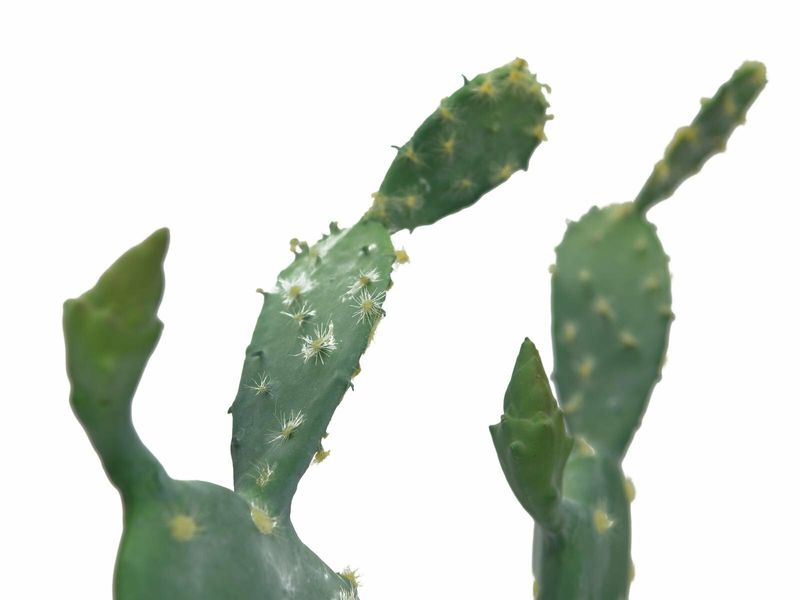 Opuntiakaktus (Nopal) tekokasvi ruukussa 76cm