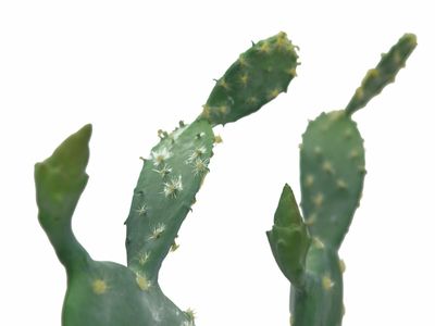 Opuntiakaktus (Nopal) tekokasvi ruukussa 76cm