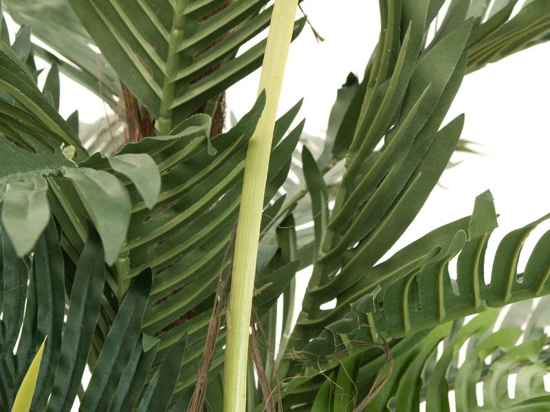 Kentia -tekopalmu 180cm