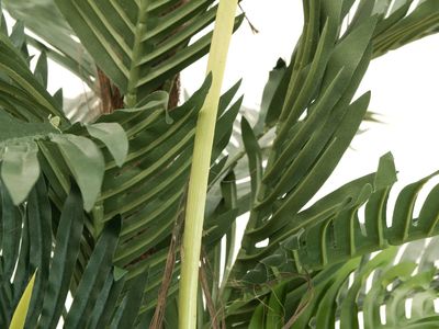 Kentia -tekopalmu 180cm
