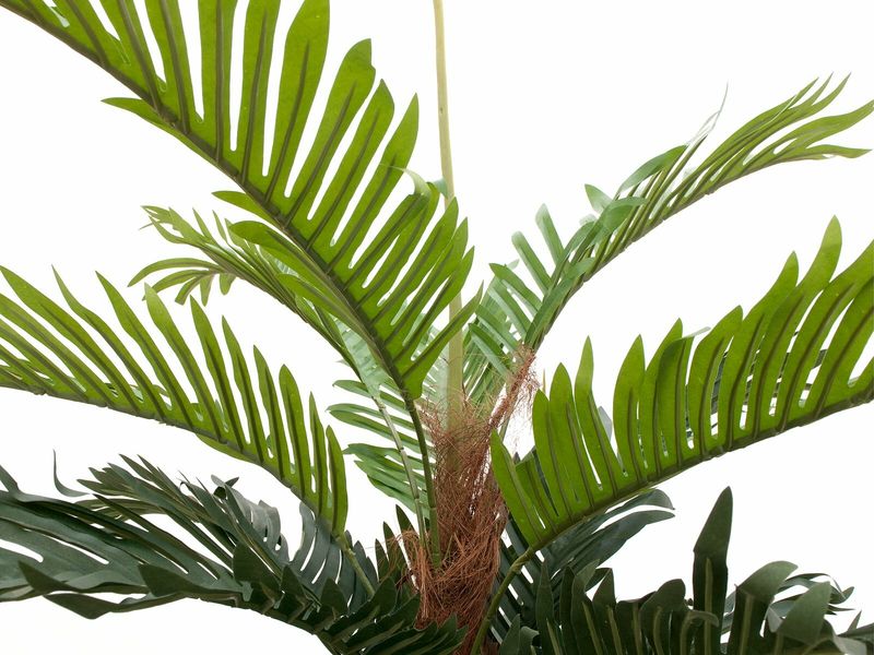 Kentia -tekopalmu 150cm