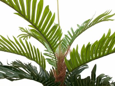 Kentia -tekopalmu 150cm