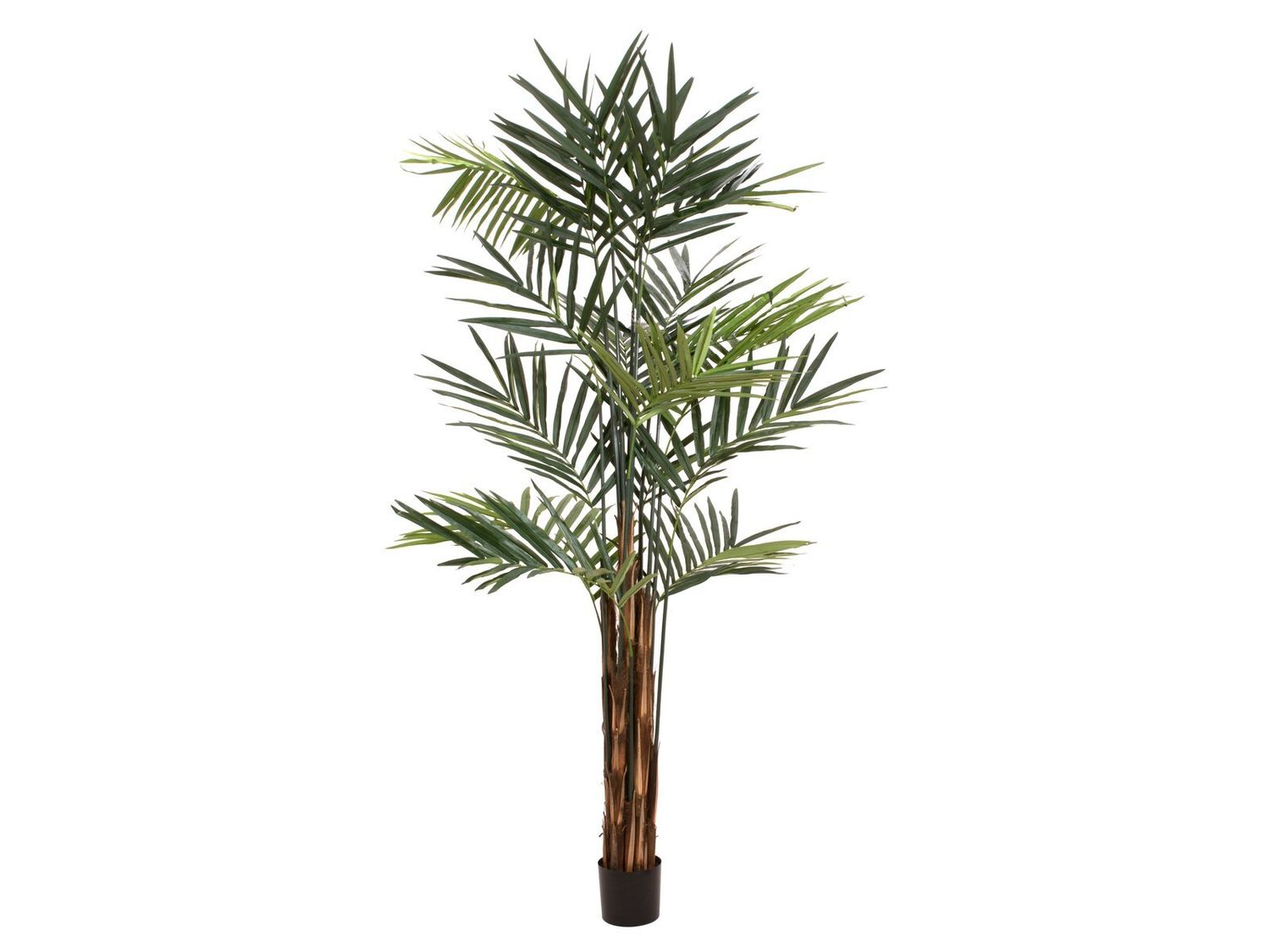 Kentia tekopalmu 300cm