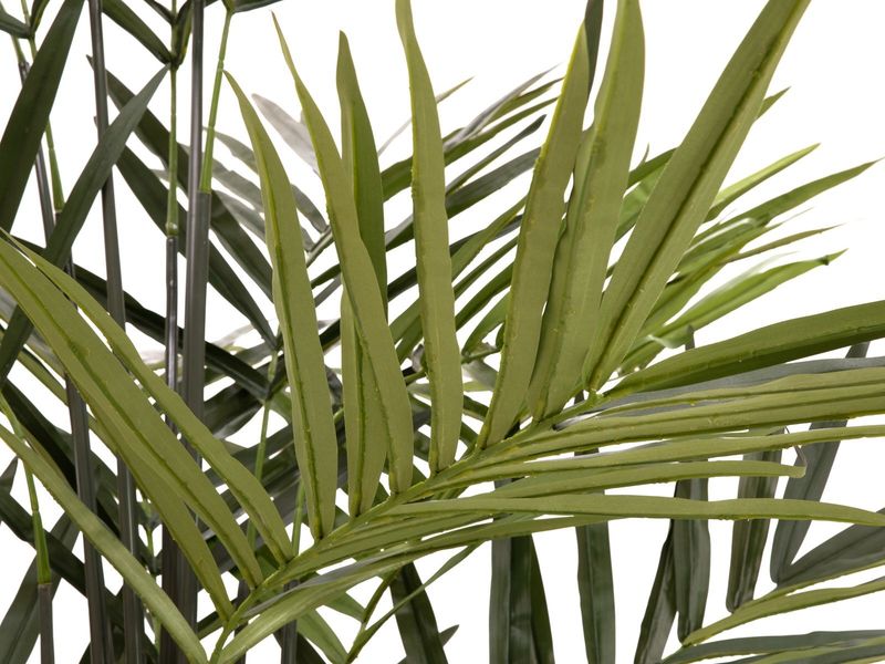 Kentia tekopalmu 300cm