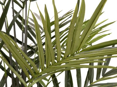 Kentia tekopalmu 300cm