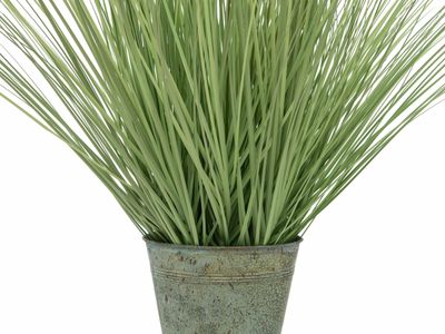 Koristeheinäkasvi ruukussa 70cm