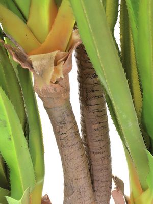 Agave tekokasvi ruukussa 185cm