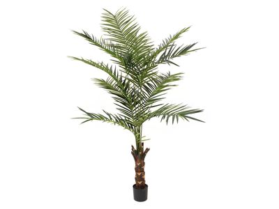 Kentia -tekopalmu 240cm
