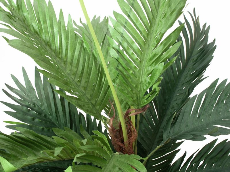 Kentia -tekopalmu 120cm