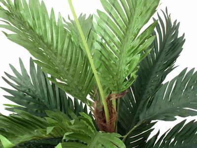 Kentia -tekopalmu 120cm