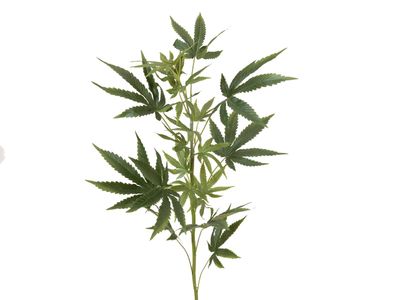Hamppu tekolehti 90cm