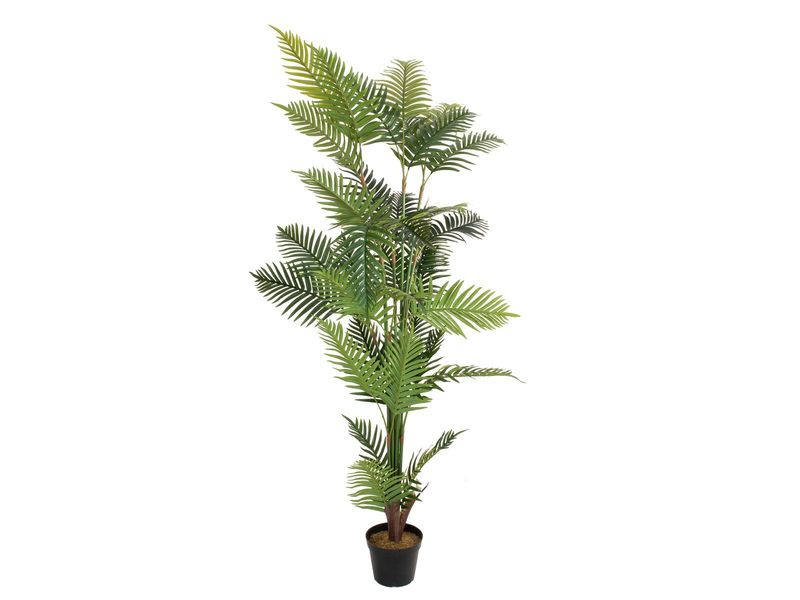 Areca tekopalmu 180cm