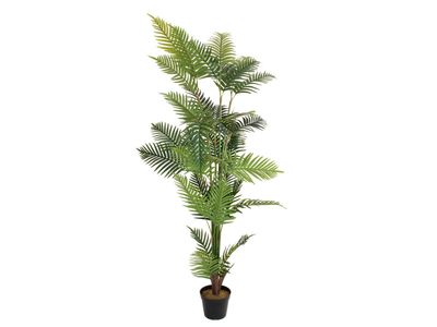 Areca tekopalmu 180cm